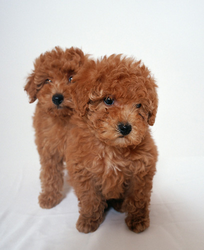 贵宾犬的训练方法 诱导强迫加禁止