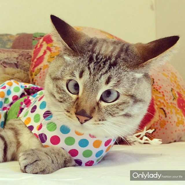 超萌网络红猫 把斗鸡眼变成一种蠢萌