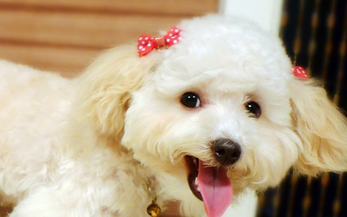 贵宾犬的可爱图片