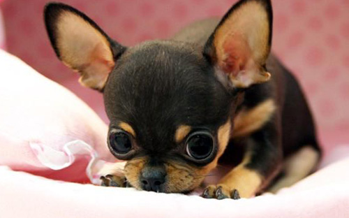 吉娃娃打完疫苗注意事项 获得更好的免疫效果