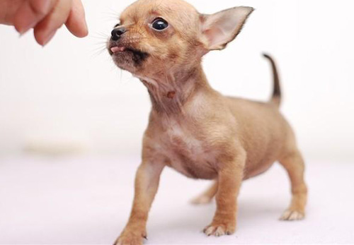 吉娃娃脱毛怎么办 吉娃娃掉毛的原因