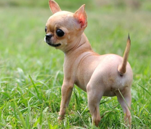 如何挑选吉娃娃 多了解吉娃娃的相关知识