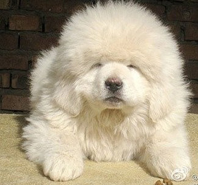 藏獒也可以很可爱的一面