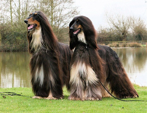 阿富汗猎犬寿命有多长 饲养之前需谨慎考虑