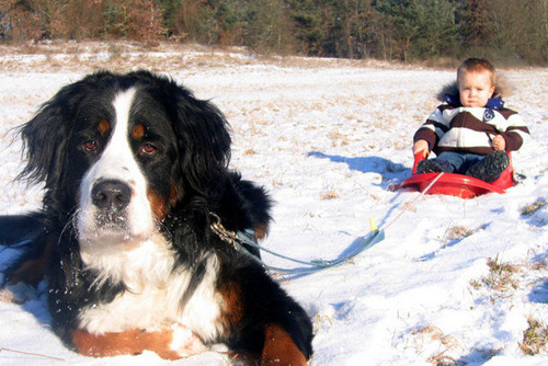 伯恩山犬怎么选 遗传基因是最重要的因素