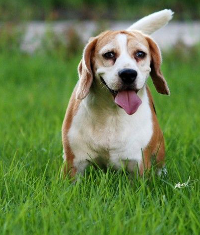 纯种比格犬多少钱 地域不同价格不一