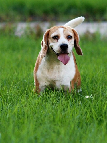 比格犬吃什么狗粮 需要注意哪些方面