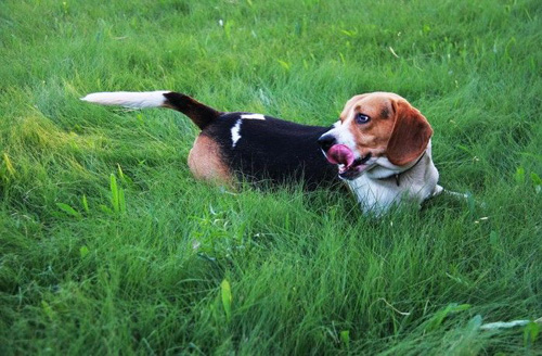 比格犬拉稀怎么办 找到拉稀的原因有哪些