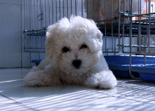 怎么挑选比熊幼犬 挑选幼犬的方法