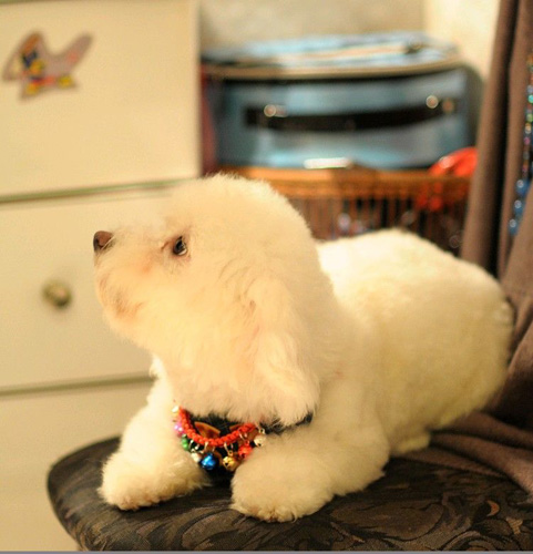 萌宠比熊犬很俏皮