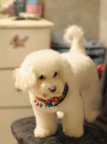 萌宠比熊犬很俏皮