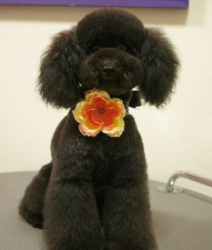 贵宾犬吃什么好 配粮需考虑多方面