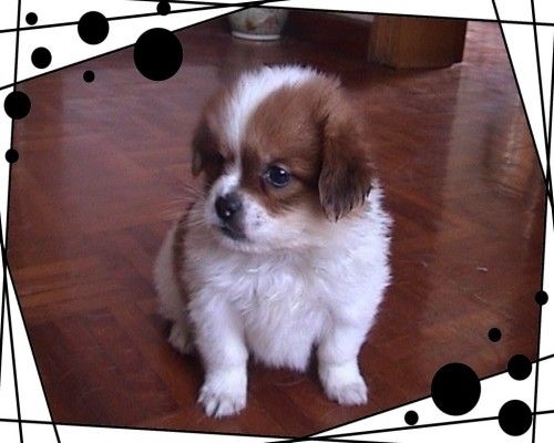 蝴蝶犬串吉娃娃图片 漂亮的精灵