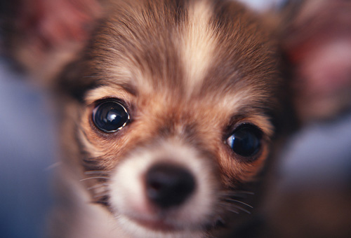 吉娃娃可爱图片 小宠的世界总是那么萌