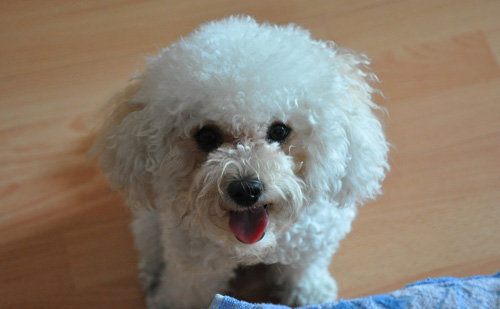 贵宾犬的可爱图片