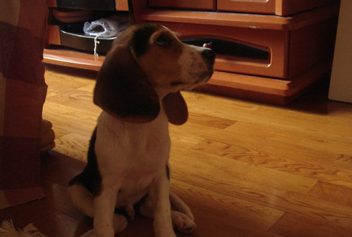 史努比原型比格的呆图