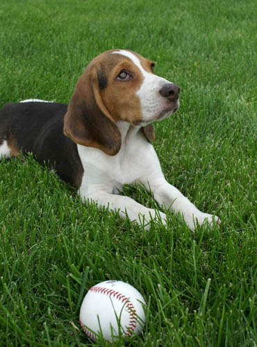 比格犬如何饲养 比格的一些饲养特点