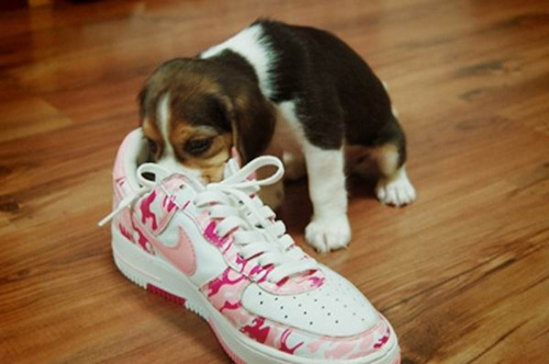 比格犬驱虫方法有哪些 每月进行一次检查