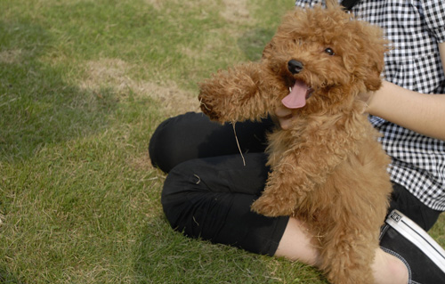 萌宠贵宾犬很贵气