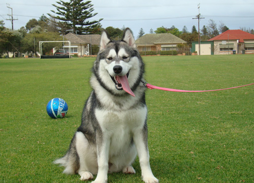 阿拉斯加雪橇犬有多大 理想身材是什么样子