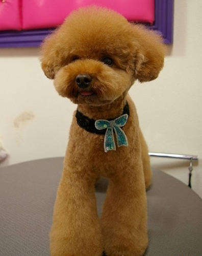 萌宠贵宾犬很贵气