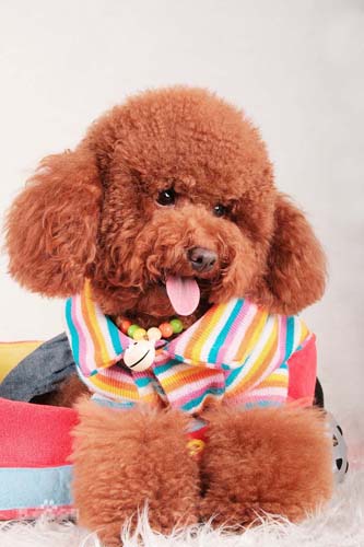 贵宾犬和泰迪的区别 从外貌去辨别