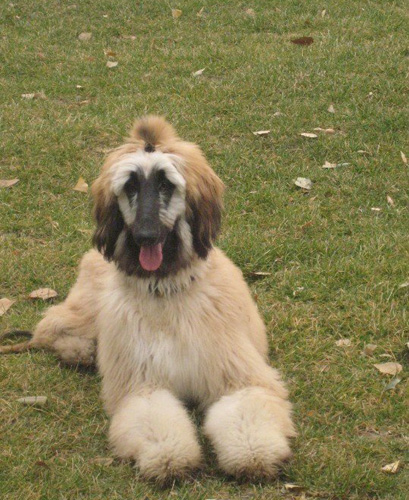 阿富汗猎犬饲养 食用营养丰富的食物