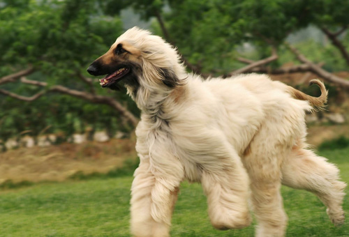 阿富汗猎犬怕冷吗 严冬也需要给狗狗保暖