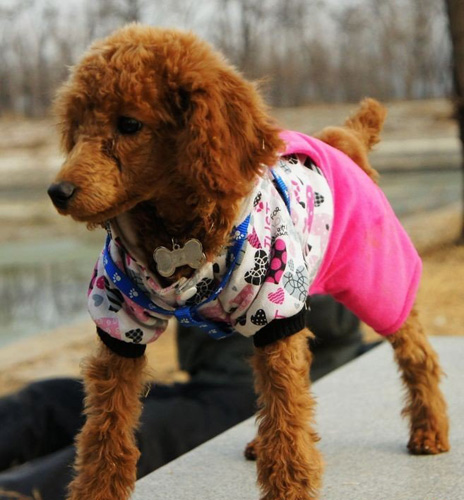 萌宠贵宾犬很贵气