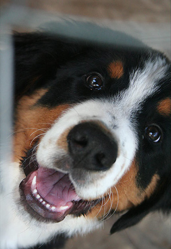 小伯恩山犬的萌图