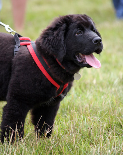 伯恩山犬多少钱 考虑各方面因素
