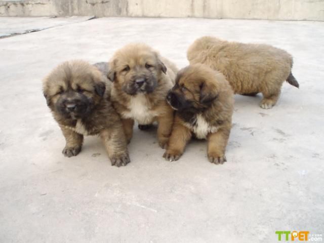 高加索犬食量大不大