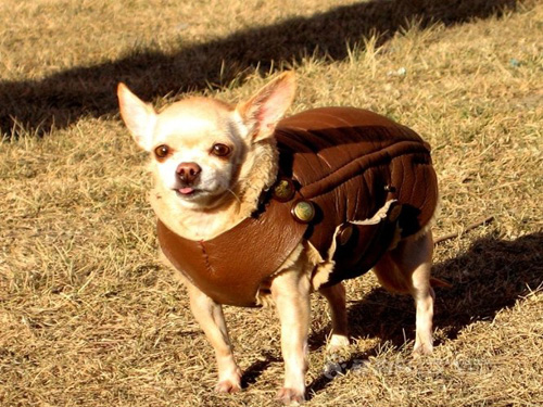 吉娃娃怎么喂养 经常让它散步奔跑跳跃