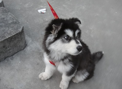 阿拉斯加雪橇犬掉毛吗 找到掉毛的原因