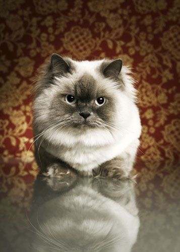 贵族气质波斯猫的挑选方法