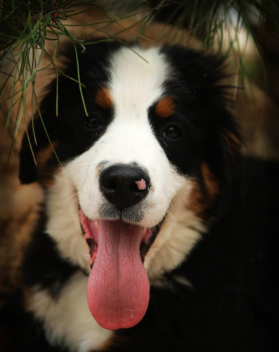 伯恩山犬吃什么 某些食物可致命