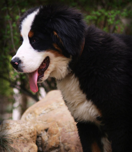 伯恩山犬训练方法 机械刺激和奖励结合