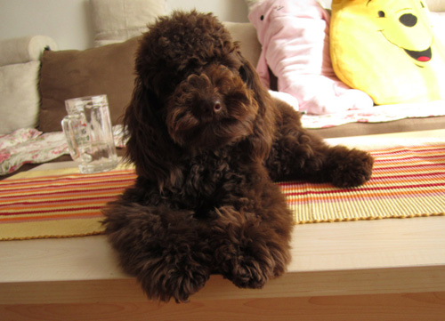 如何训练贵宾犬 训练时需注意什么