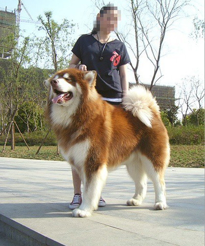 阿拉斯加雪橇犬咳嗽怎么办 咳嗽的原因是什么