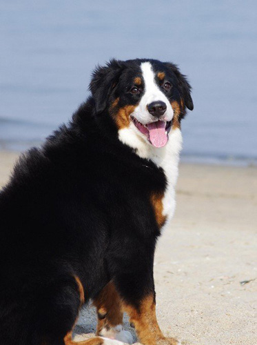 伯恩山犬的缺点优点有哪些 饲养前需了解