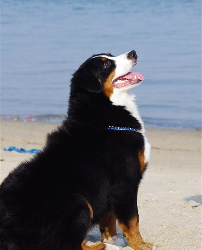 伯恩山犬聪明吗 给予狗狗陪伴与沟通