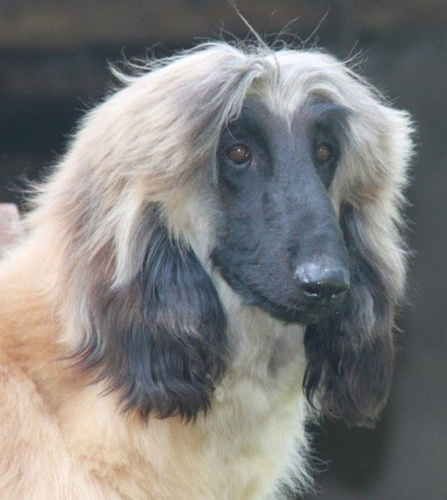 阿富汗猎犬喜欢吃什么 吃什么让毛更光泽