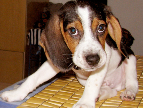 比格犬能看家吗 不同的家长持有不同的观点