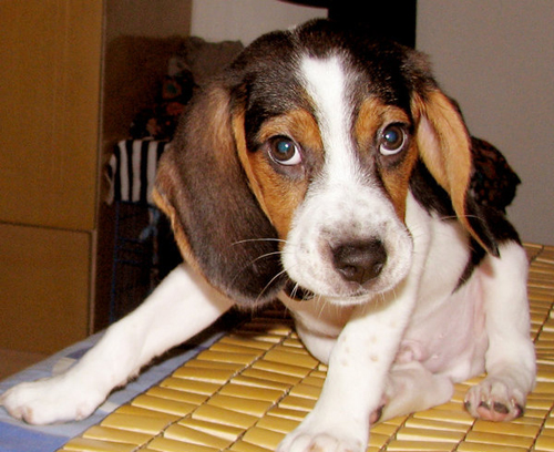 萌宠比格犬的图片