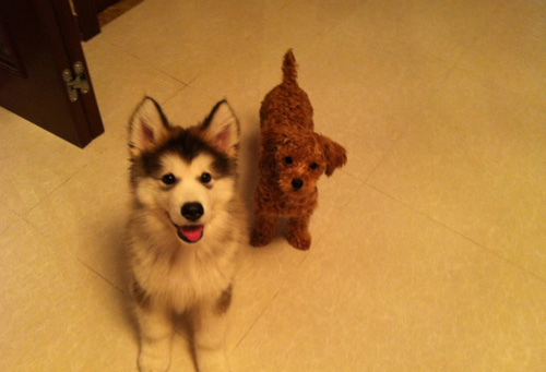 阿拉斯加雪橇犬怕冷吗 看阿拉斯加的适应能力