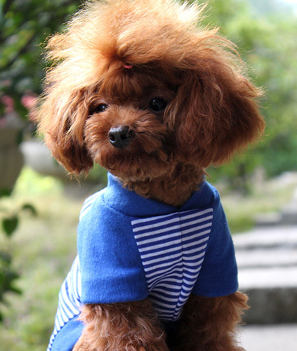 百变泰迪的时尚造型