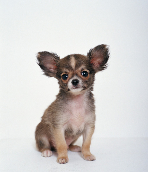 吉娃娃可爱图片 小宠的世界总是那么萌