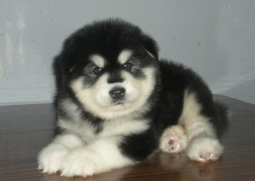 阿拉斯加雪橇犬怕热吗 不建议天热就剃毛