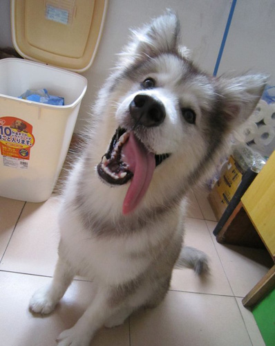 阿拉斯加雪橇犬驱虫方法 驱虫的具体时间