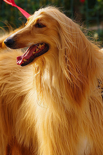 阿富汗猎犬训练 享受训练过程中的乐趣